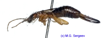 Forficula_vicaria_m_1130 copy
